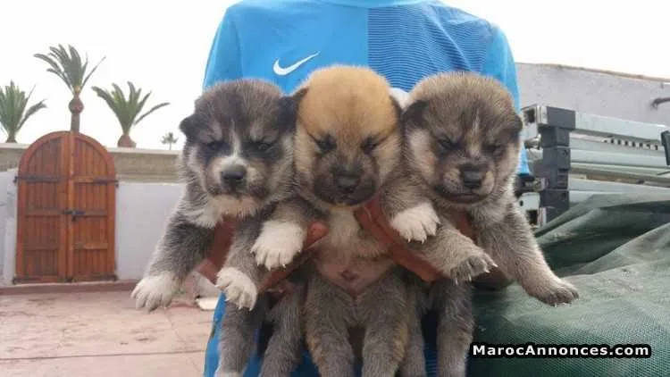 Chiots chiots akita inu pure race age 2 mois - الدار البيضاء