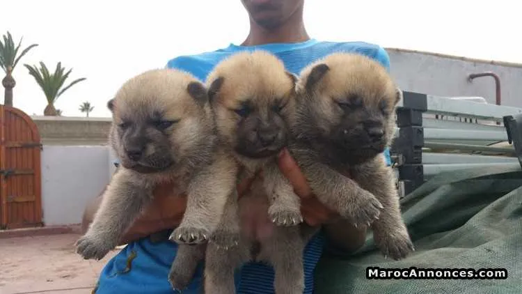Chiots chiots akita inu pure race age 2 mois - الدار البيضاء (2)