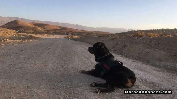Rottweiler - مكناس (3)