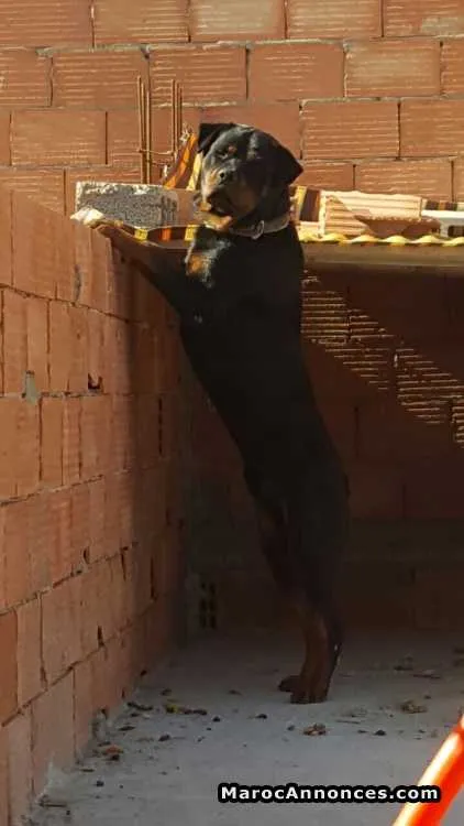 Rottweiler - مكناس