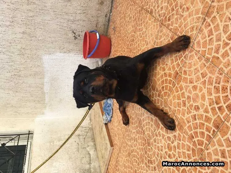 Rottweiler - مكناس (2)