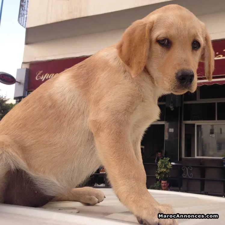 Chiot labrador sablé - الدار البيضاء (2)