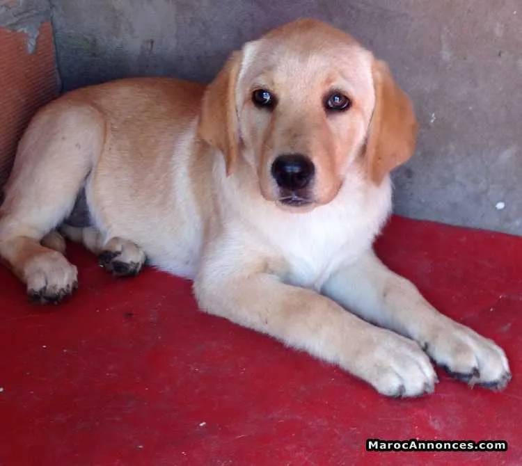 Chiot labrador sablé - الدار البيضاء (3)