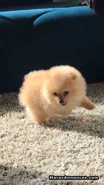 Chien spitz nain pomeranian - الدار البيضاء (2)