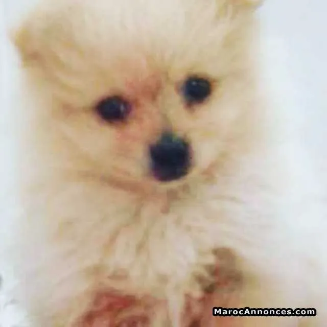 Chien spitz nain pomeranian - الدار البيضاء (3)