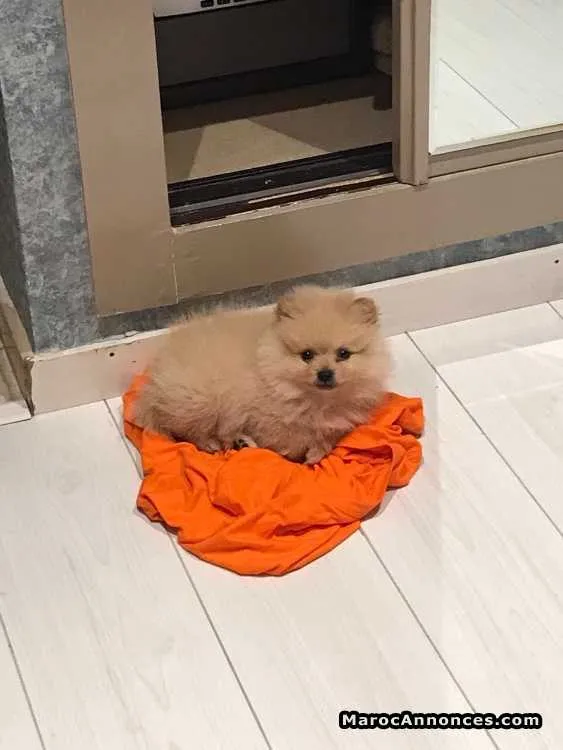 Chien spitz nain pomeranian - الدار البيضاء
