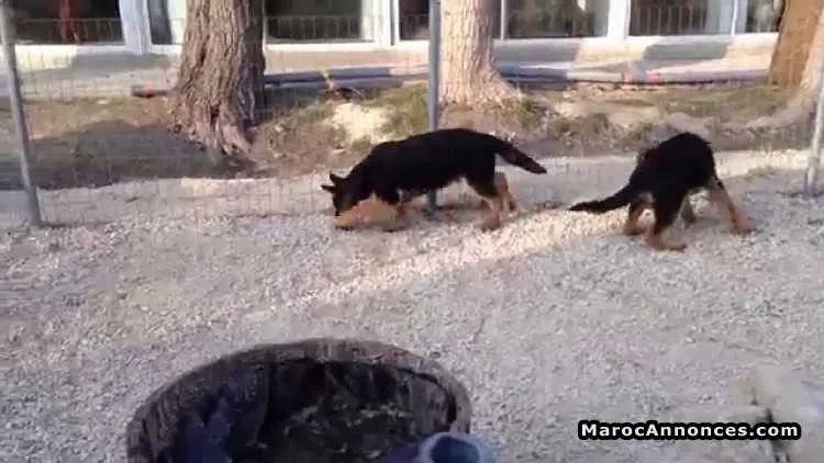 Chiots berger allemand - الرباط