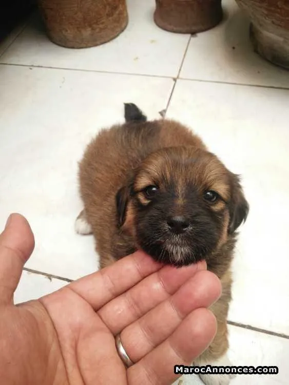 Chiot caniche de 20 jours - مراكش (3)