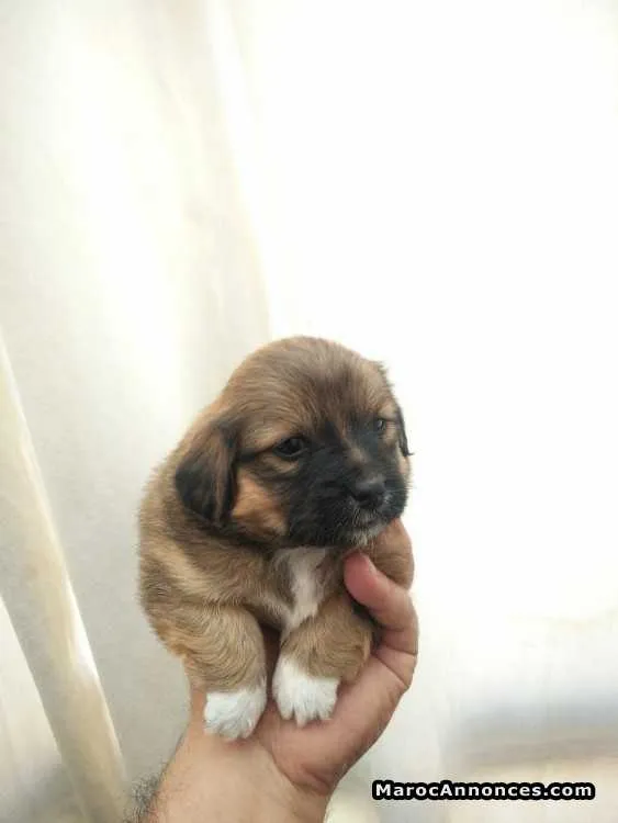 Chiot caniche de 20 jours - مراكش