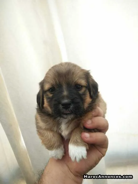 Chiot caniche de 20 jours - مراكش (2)