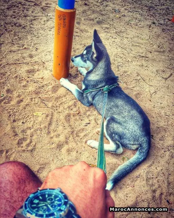 Husky x malamute - الرباط (3)