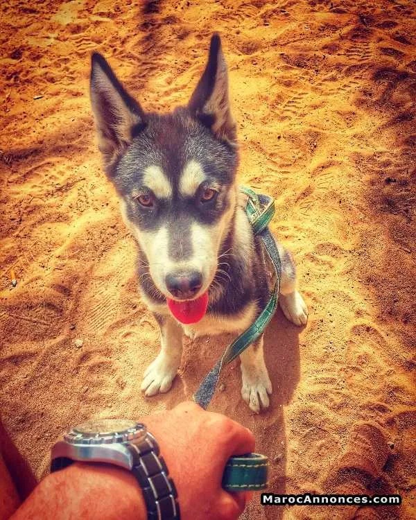 Husky x malamute - الرباط (2)