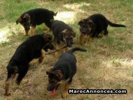 Chiots berger allemand - الرباط