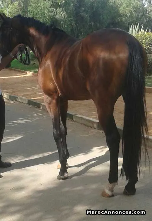 Cheval anglo arabe - الدار البيضاء