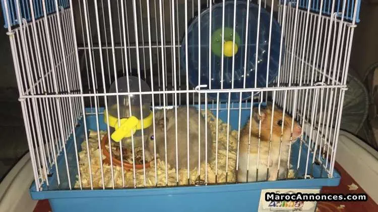 Hamsters a vendre - الرباط