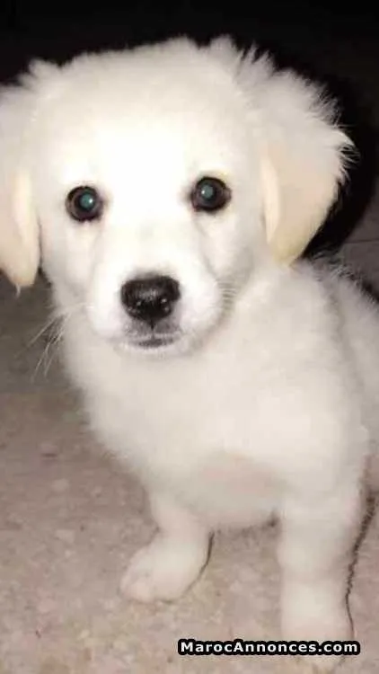 Chien pikinois - أكادير