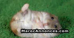 Hamesters  à vendre - الرباط