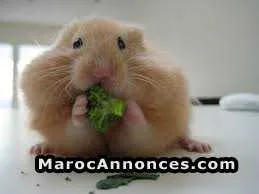 Hamesters  à vendre - الرباط (2)