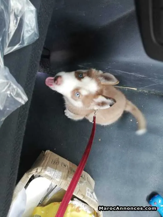 Husky à vendre - الدار البيضاء