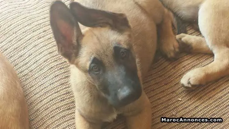 Chien à vendre - الدار البيضاء