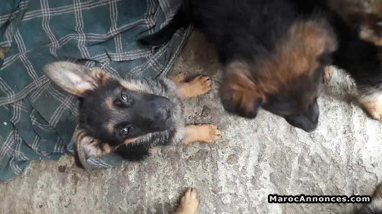 Chiots berger allemand - الدار البيضاء