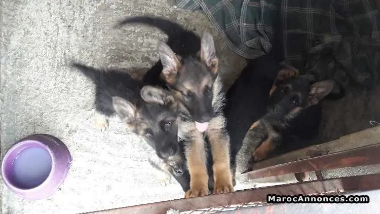 Chiots berger allemand - الدار البيضاء (2)