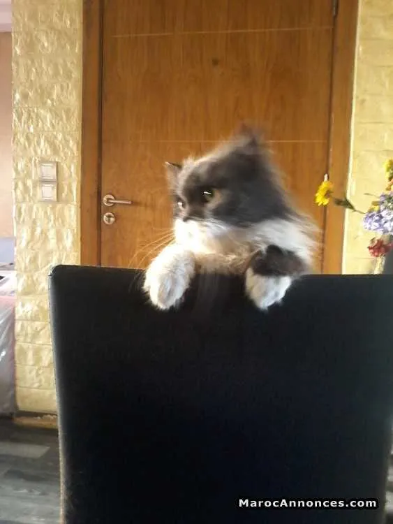 Malle ragdoll - الدار البيضاء (2)