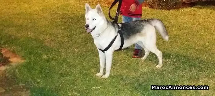 Chien loup à vendre - الدار البيضاء