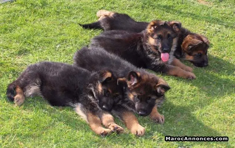 Chiots berger allemand - الرباط