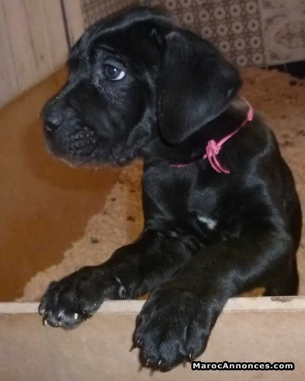 Cane corso - مراكش (3)