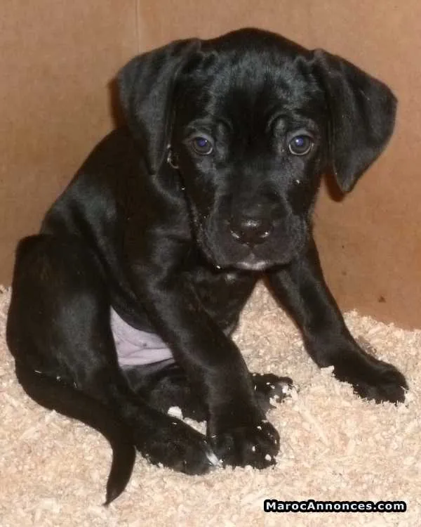 Cane corso - مراكش (2)