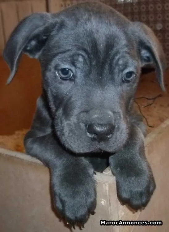Cane corso - مراكش
