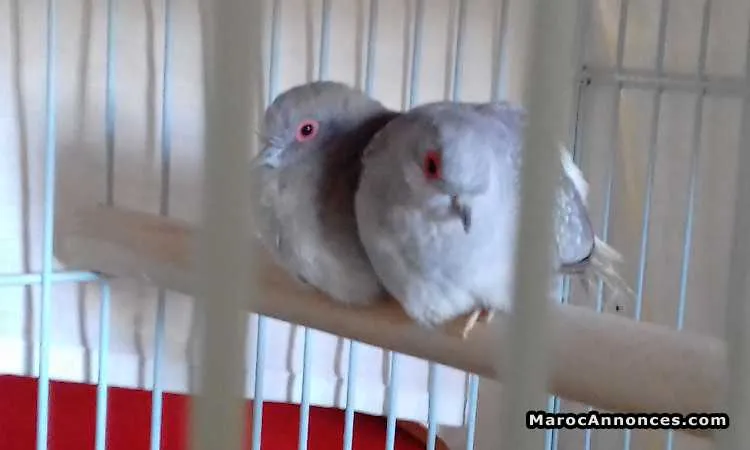 Couple colombe diamant ou "yamame massi" - الدار البيضاء (2)