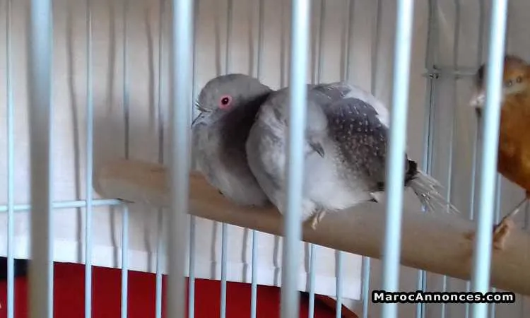 Couple colombe diamant ou "yamame massi" - الدار البيضاء