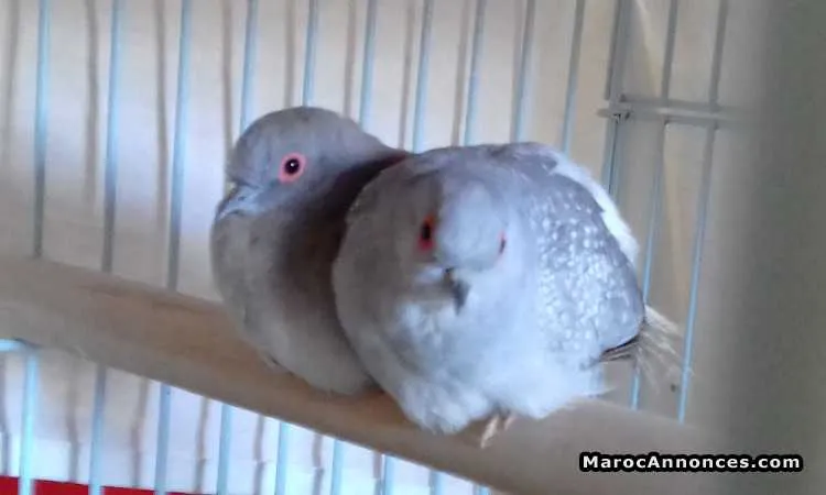 Couple colombe diamant ou "yamame massi" - الدار البيضاء (3)
