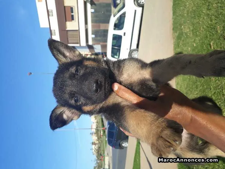 Chiots berger allemand - الرباط (2)