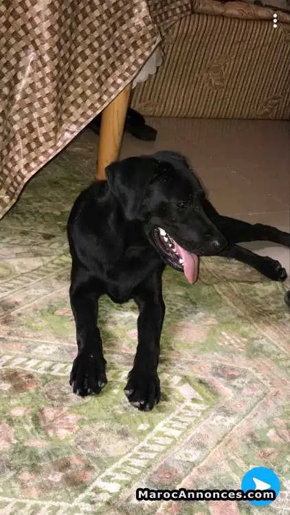 Chien labrador race puuure - مراكش