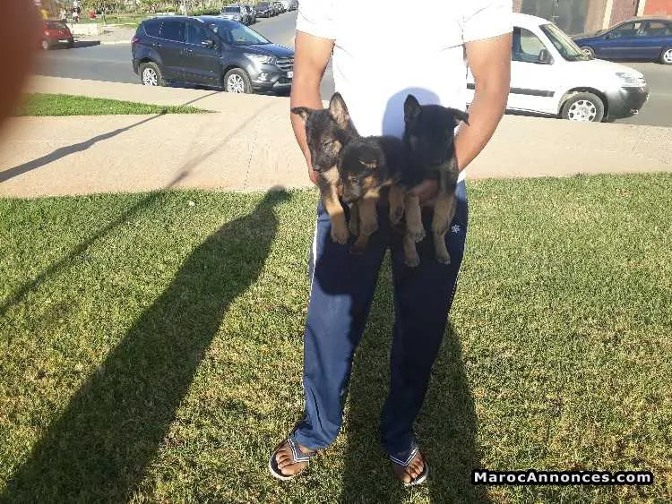 Chiots berger allemand - الرباط