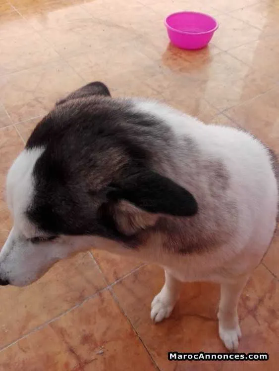 Husky - القنيطرة (2)