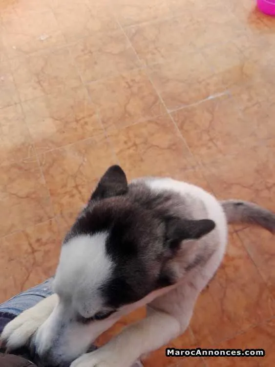 Husky - القنيطرة