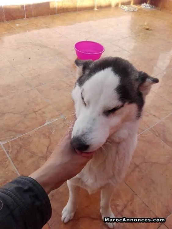 Husky - القنيطرة (3)