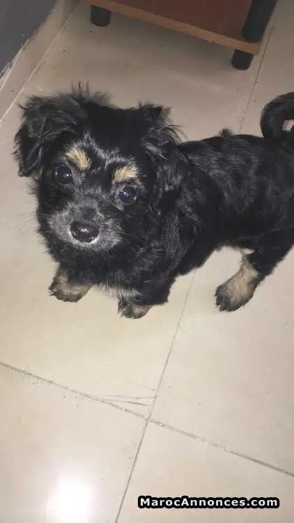 Chiot caniche - فاس