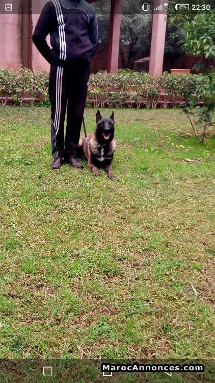 Dresseur de chiens prof est garantie - الناظور (2)