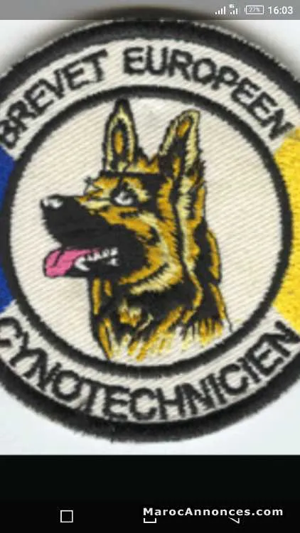 Dresseur de chiens prof est garantie - الناظور