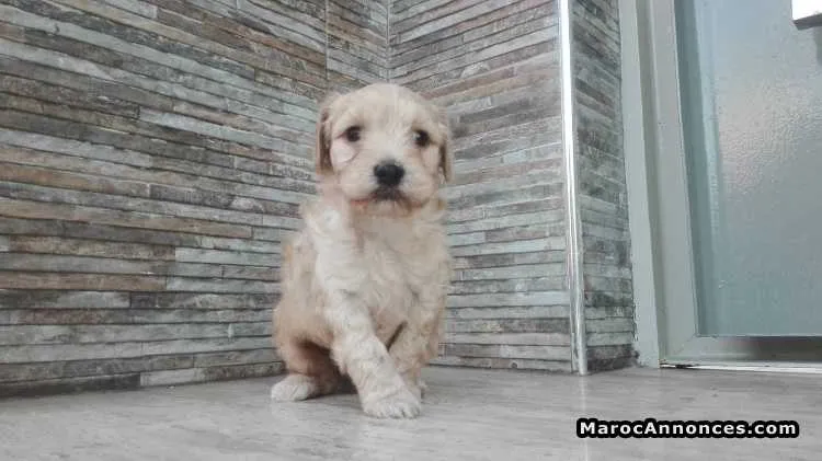 à vendre  chiots bichon havanais petit taille (caniche) pur - الدار البيضاء (2)