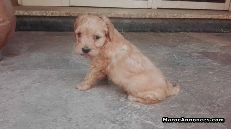 à vendre  chiots bichon havanais petit taille (caniche) pur - الدار البيضاء