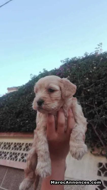 à vendre  chiots bichon havanais petit taille (caniche) pur - الدار البيضاء (3)