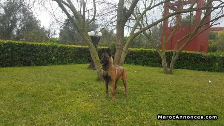 Berger belge malinois femelle pedigree - الدار البيضاء