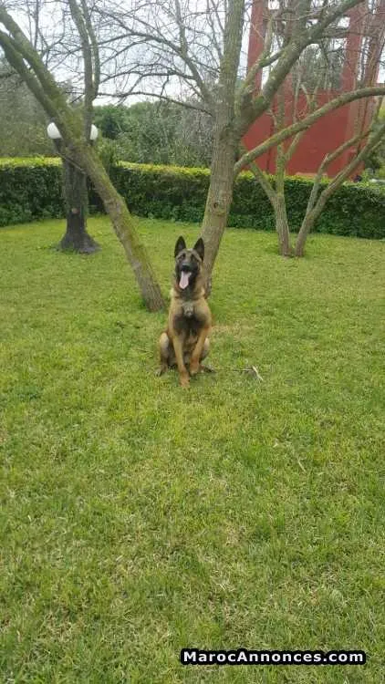 Berger belge malinois femelle pedigree - الدار البيضاء (2)