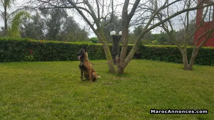 Berger belge malinois femelle pedigree - الدار البيضاء (3)